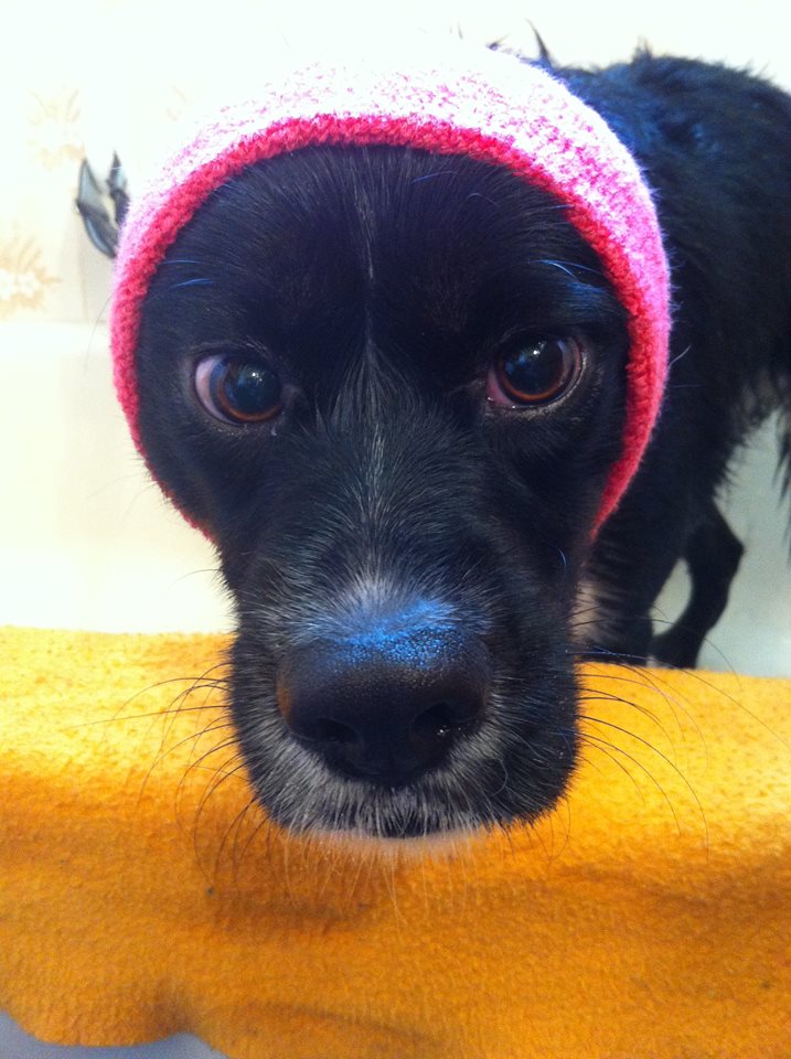 Happy Hoodie For Dog Anxiety Relief